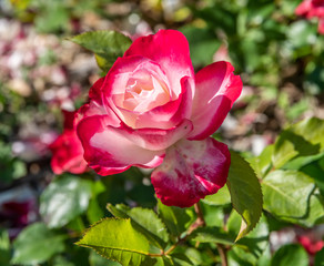 Pink
rose