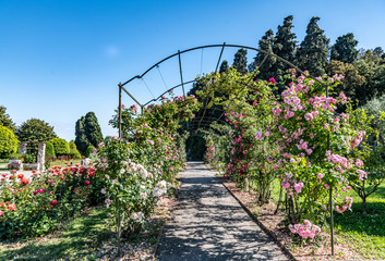 tonnelle fleurie dans la roseraie de Cimiez à Nice
flowered arbor in the Cimiez rose garden in Nice
