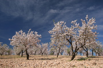 Almendros en flor, Alhama de Murcia - Murcia - España