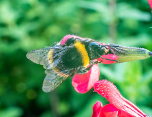 bumblebee
Bourdon