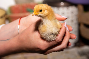 Little chicken in hands close-up