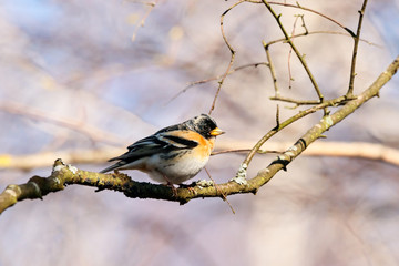 Brambling fringilla montifringilla male sitting on branch of tree in early spring during migration. Cute little bright finch songbird in wildlife.