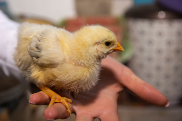 Little chicken in hands close-up
