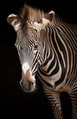 Fototapeta na wymiar zebra on a black background