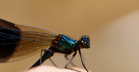 close up of a dragonfly