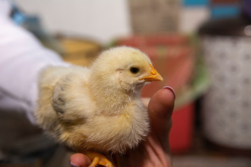 Little chicken in hands close-up