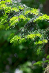 Branches of spring spruce in the rays of the spring sun.
