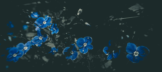 Beautiful blue flowers of Veronica chamaedrys (germander speedwell, bird's-eye speedwell, cat's eyes) - herbaceous perennial species of flowering plant in the plantain family Plantaginaceae background