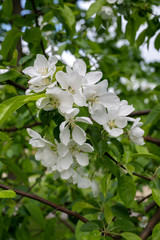 Blooming Apple Tree (lat. Malus), Reutov, Moscow region, Russian Federation, May 16, 2020