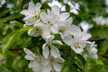 Obraz na płótnie Canvas Blooming Apple Tree (lat. Malus), Reutov, Moscow region, Russian Federation, May 16, 2020