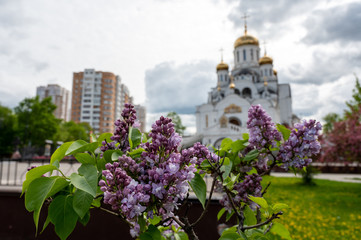Fototapeta na wymiar Flowering Lilac (lat. Syringa), Reutov, Moscow region, Russian Federation, May 16, 2020