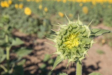 closeup of a new grown sunflower in a field