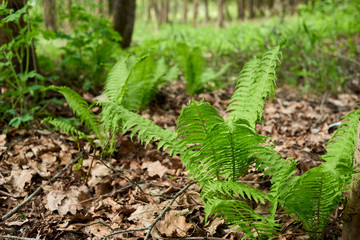 fern in the forest