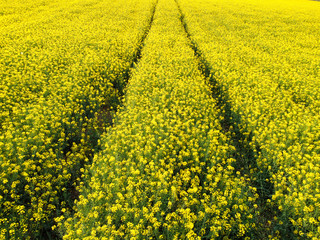 Two tracks from machinery on a field with blooming yellow rapeseed
