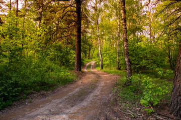 beautiful forest road
