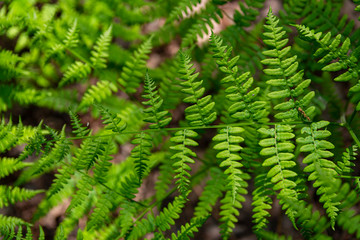 Green fern leaf
