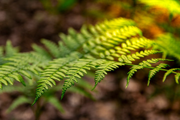 Green fern leaf