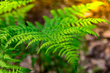 Green fern leaf