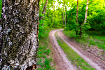 trunks of birch trees