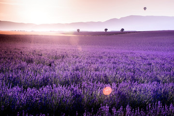 Naklejka premium Lavande Valensole