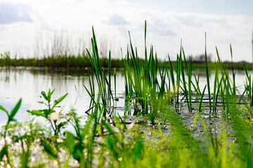 Obraz premium Green sedge grows