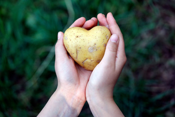 Hand mit Kartoffel in Herz Form aus biologischen Anbau in Garten.
