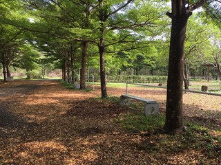 A part of riding trail where can see the horse round pen and a bench on left side after the rain and fallen leaves.