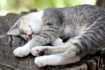 Fototapeta na wymiar cat resting on a tree