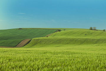 Naklejka premium Beautiful green field that ripples and the sun shines on them.