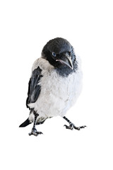 Crow chick stands on its feet  isolated on white background