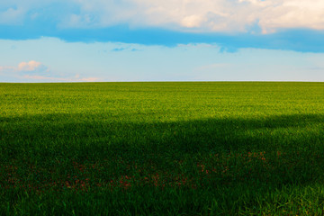 Fototapeta premium Field of young green grass against a cloudy sky