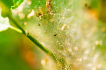 Nest oak processionary caterpillar (Thaumetopoea processionea) in an oak tree. Selective focus