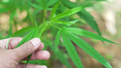 The man's hand is holding Mature Marijuana Plant with Bud and Leaves. Texture of Marijuana Plants at Outdoor Cannabis Farm. r 