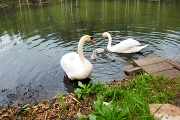 swan on the lake