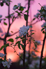 Branch of blooming apple tree on the pink sunset sky background. Blossom of apple tree close up. Spring tree blooming. Silhouette of branches on the sunset sky backdrop. Flowers in thhe garden