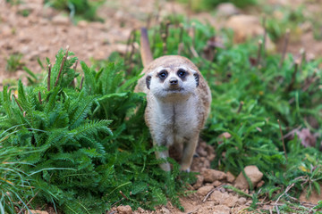 Meerkat - Suricata suricatta in a group in its natural habitat plays