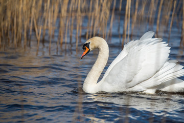 White swan swimming on the lake springtime