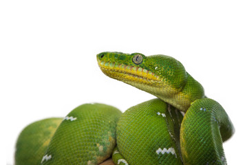 Corallus caninus - Green Snake - beautiful green snake.