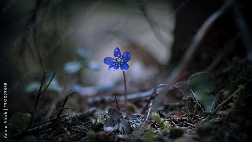 Poster solo blue flower into the forest