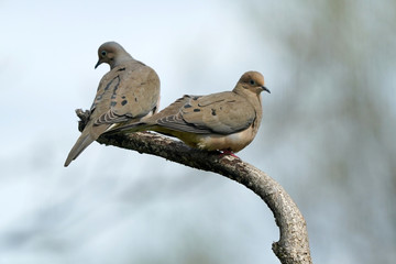 Mourning Doves sharing perch and then flying off