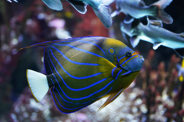 Coral colorful fish - queen angelfish