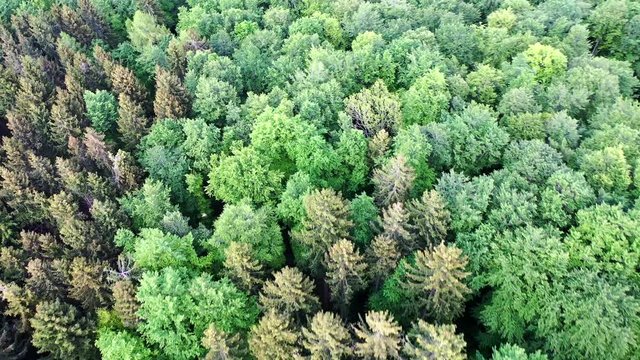 Kameraflug &uuml;ber eine Waldlandschaft