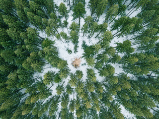 view from drone into the forest