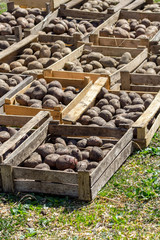 Boxes with potatoes. Wooden boxes with potatoes ready for planting in the ground. The beginning of the planting season. 