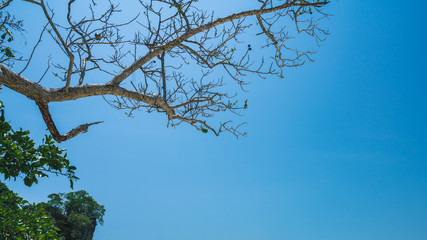 Tree Leafless Branch On Sky Background