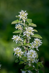White blossoms of Amelanchier canadensis, serviceberry, shadberry or June berry tree on green background. 