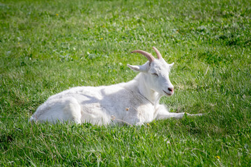White goat on the grass. Resting goat in a meadow. White goat resting on a green lawn.