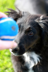 a cute dog play with a ball