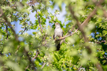 A cuckoo bird on the branches of an Apple tree.