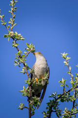 A cuckoo bird on the branches of an Apple tree.